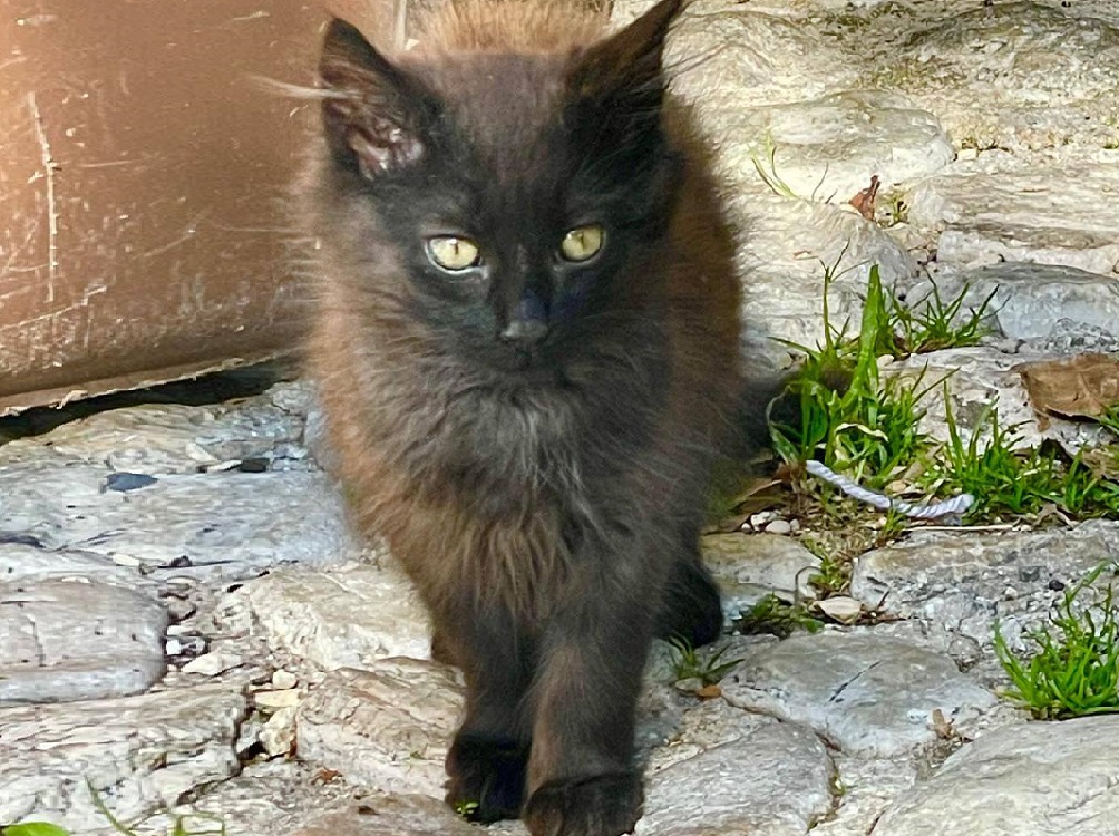 gatto_poggio_moiano_maria_laura_sciarpelletti