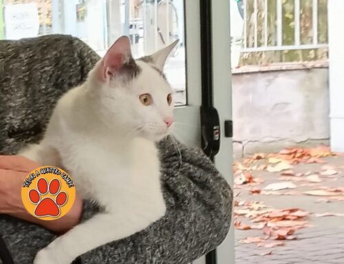 Gatto trovato in zona Istituto Scolastico Ricci a Rieti. Si cerca la famiglia