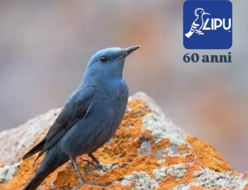 La LIPU ha chiuso le celebrazioni per i propri 60 anni nella tenuta presidenziale di Castelporziano ospite della Presidenza della Repubblica