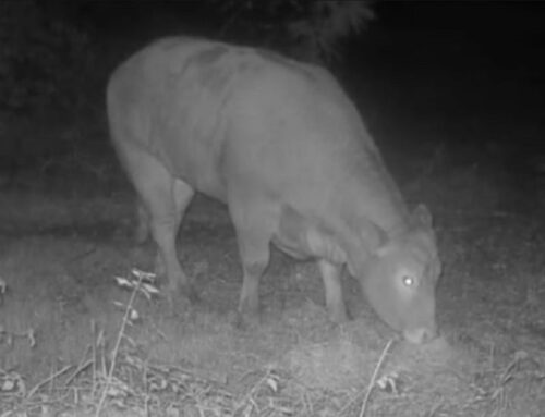 Fuga della mucca Minerva, On. Brambilla: E’ viva, sappiamo dov’è e la recupereremo
