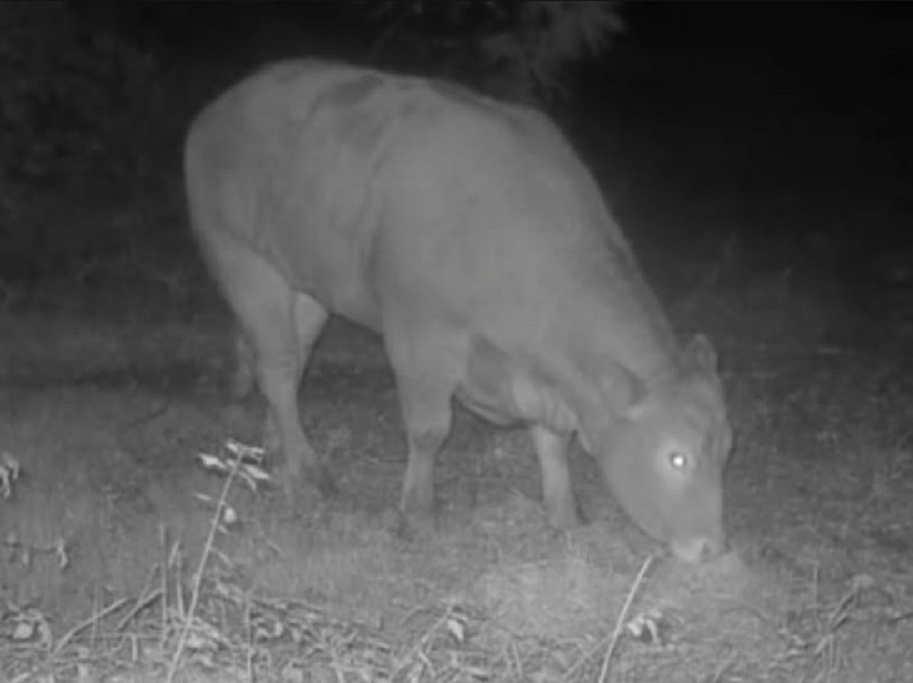 mucca_minerva_brambilla