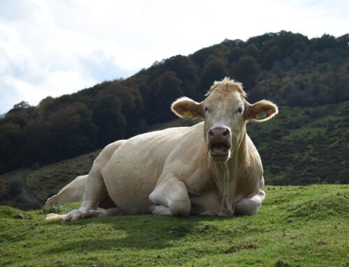  “La sostenibilità nel settore zootecnico”, webinar gratuito il 19 novembre