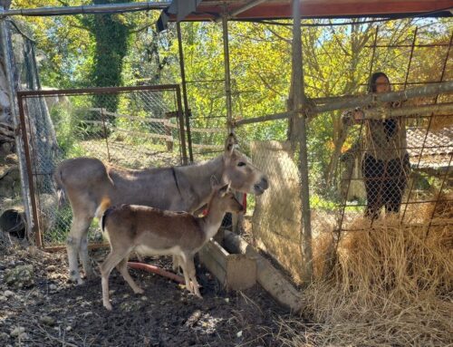 La Fondazione Varrone dona una nuova mangiatoia per gli erbivori del CRAS Parco dell’Abatino