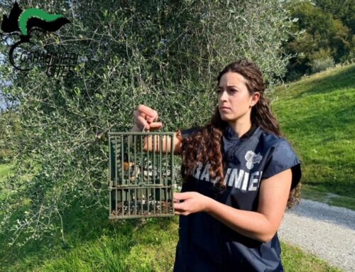 “Operazione Pettirosso”, resoconto attività antibracconaggio svolte dai Carabinieri Forestali CITES con il contributo dei volontari LIPU