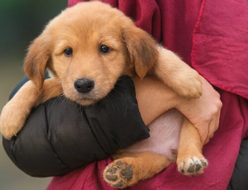 Cinque cuccioli futura taglia medio grande da Vasto aspettano adozione