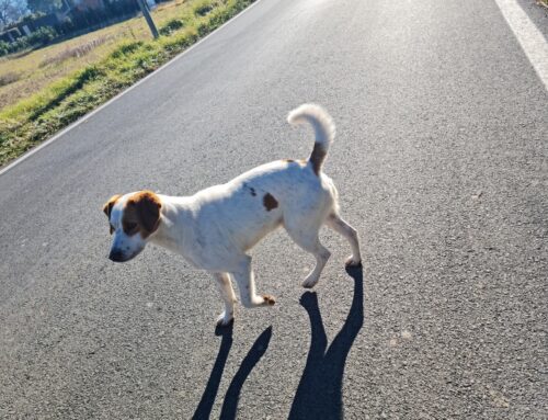 Cane in via Foresta a Rieti: chi lo ha smarrito?