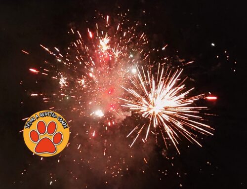 WWF: Stop ai botti di capodanno provocano morte e traumi alla fauna