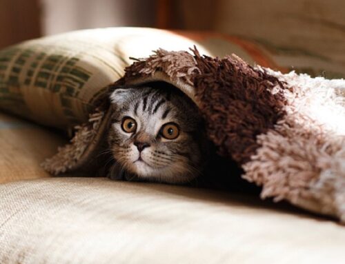 Capodanno 2025: botti? No grazie!