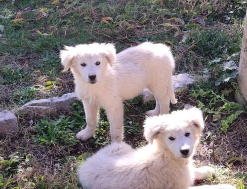 Cucciolata da Mompeo