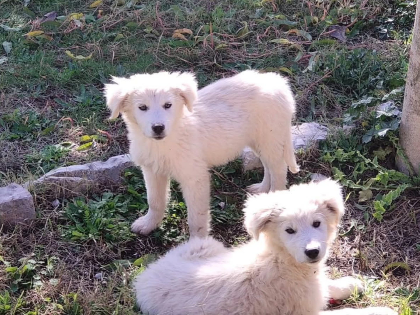 Polish_20251201_124856897