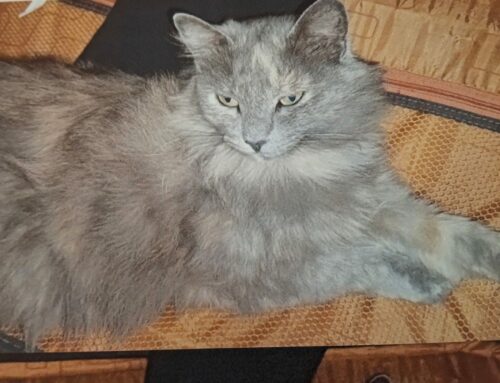 Rieti, smarrita Piper da via Mareri zona Teatro Vespasiano