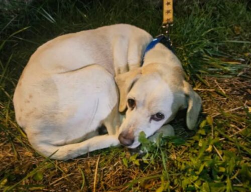 Cane recuperato in via Ricci zona McDonald’s: chi lo ha smarrito?