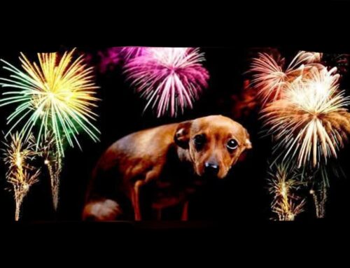 Rieti, appuntamento gratuito su come affrontare i botti di fine anno con un amico a quattro zampe