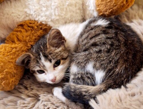 Gattino recuperato dalla strada: è stato chiamato Bambù