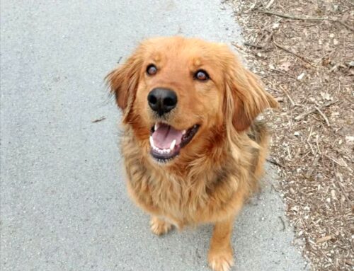 Smarrito Bruno da Pantana