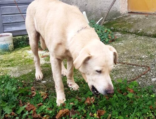 Serve aiuto per questo tesoro: adozione cercasi