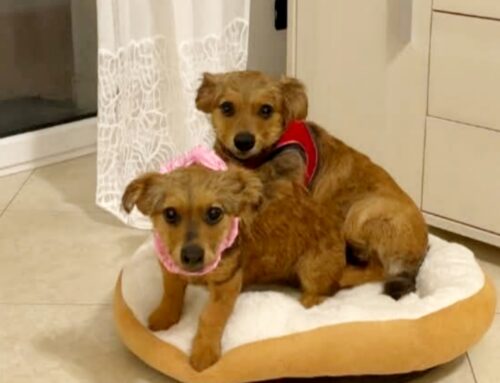 Adottati i tre cuccioli di Vasto trovati in uno scatolone