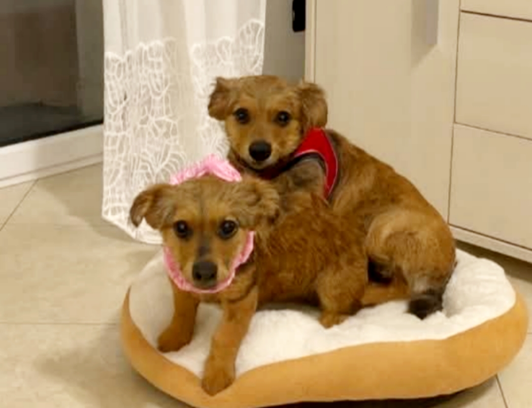 Polish_20251203_124548259