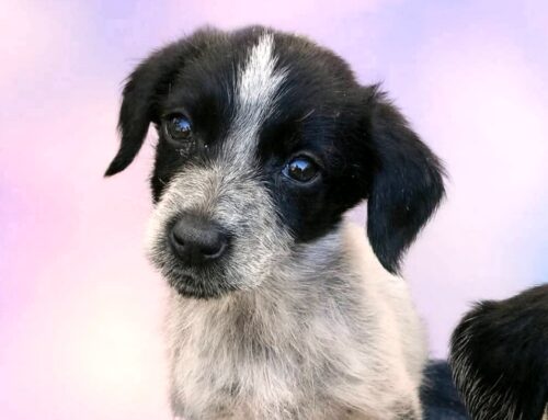 Stava per andare in adozione, poi la sparizione nel nulla dell’adottante. Marina torna alla ricerca di una famiglia