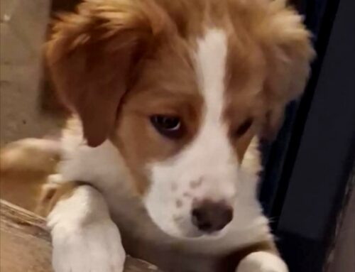 Urgente: la bellissima Peggy cerca adozione