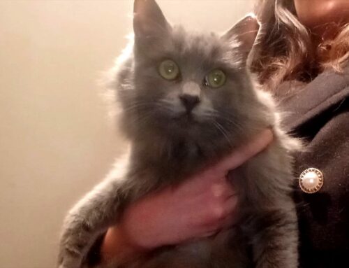 Asia, gattina certosina che sogna una famiglia