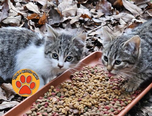 Amore cercasi per gattini di 3 mesi: hanno bisogno di adozioni