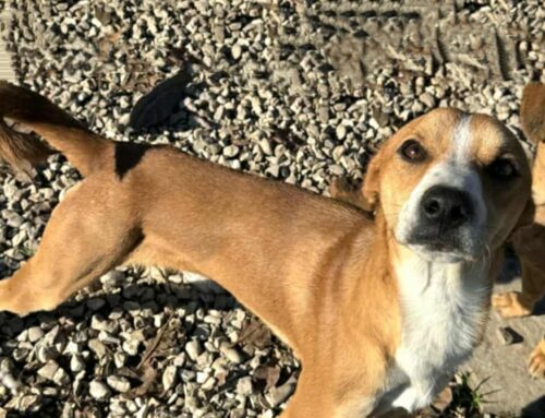 Anacleto da Teramo: adozione cercasi