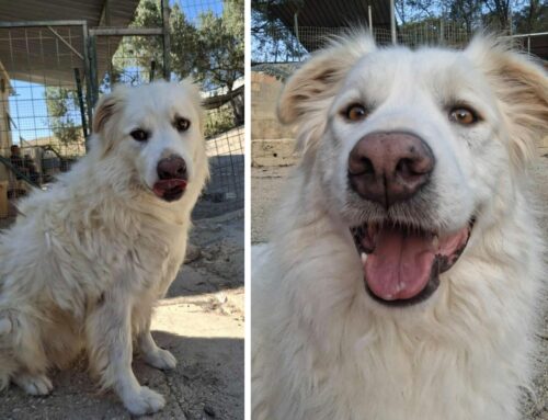 32chili di pelo e amore: Furio