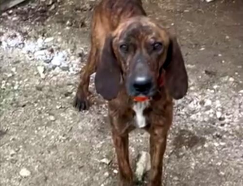 Perso Vasco zona Belmonte – Ariana