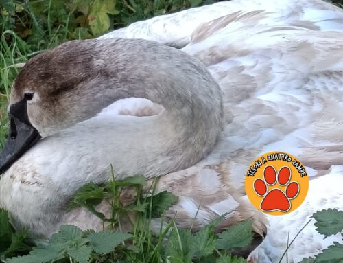 Soccorso Cigno con ala spezzata e sanguinantę zona Santa Susanna