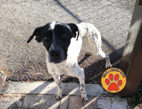 Simil Bracco vagante zona Cupaello, molto magro: chi lo ha smarrito?