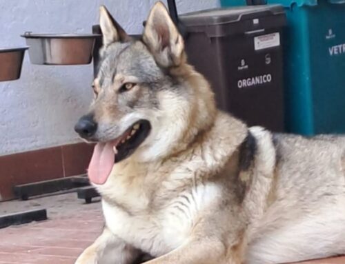 Canelupo Cecoslovacco smarrita da diverse ore