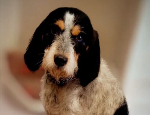 Ciao sono Raffaello e cerco casa