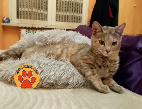 Smarrota la gatta Toffee da Rieti (Lazio)