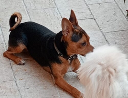 Cagnolino trovato vagante in viale Matteucci a Rieti (Lazio). Di chi è?
