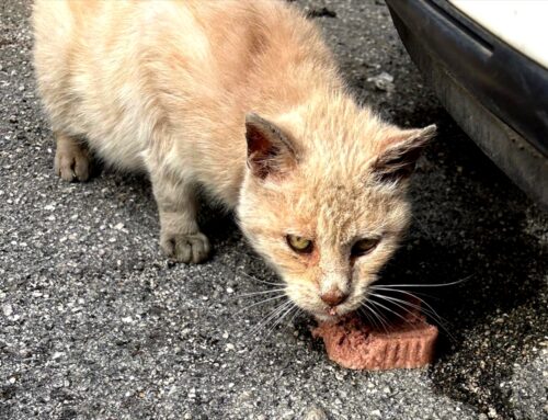 Nonnino, gatto malato e debole: serve cibo specifico e un’adozione per gli ultimi mesi di vita