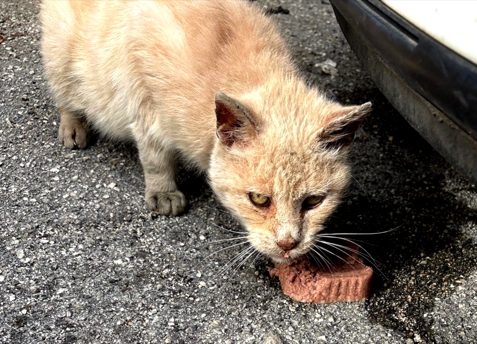 Polish_20251207_160530145