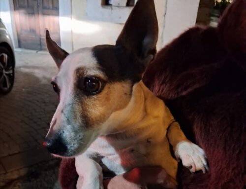 Cagnolino trovato a Contigliano: chi lo ha perso?