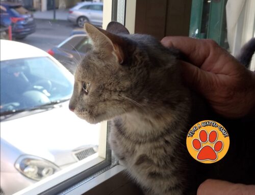 La gatta Toffee è tornata a casa