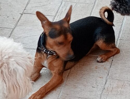 Tornato a casa il cagnolino di viale Matteucci