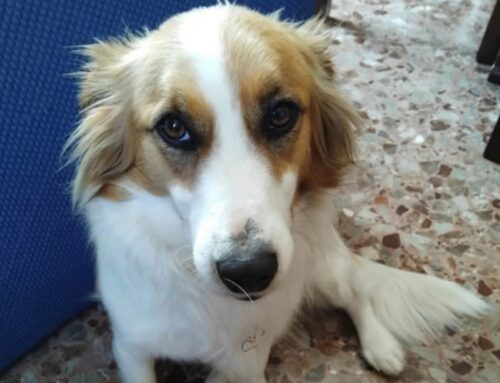 Maila si è persa zona Casali di Poggio Nativo da quattro giorni