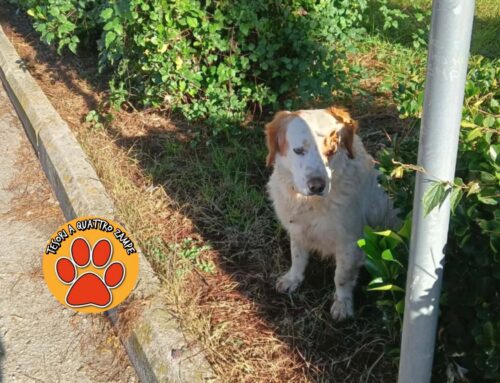 Cane vagante a Quattro Strade: si cerca la famiglia