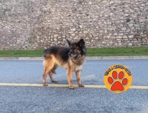 Pastore Tedesco anziano vagante in viale Morroni