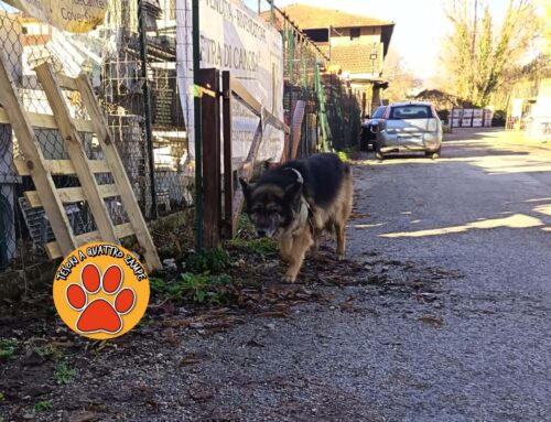 Tornato a casa il Pastore Tedesco vagante tra le auto ed inseguito un’intera mattinata