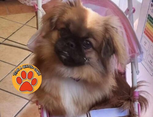 Smarrita Luna nel quartiere Micioccoli (Rieti)   