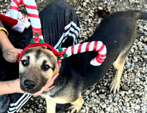 Evitiamo a Gioia di trascorrere il Natale nel Box