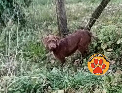 Cane segnalato a Castelfranco, chi lo ha smarrito?