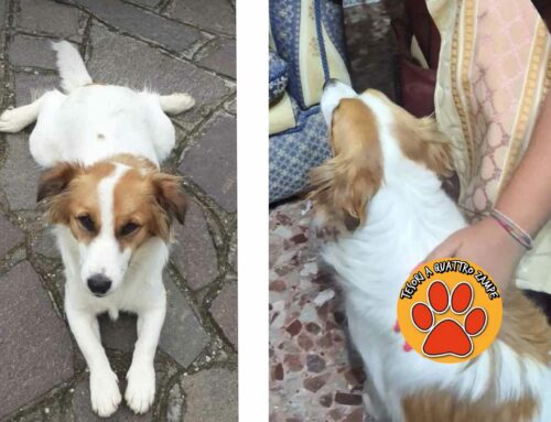 Da una settimana non torna a casa