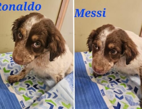 Ronaldo e Messi, cuccioli di cane recuperati venerdi 12 dicembre