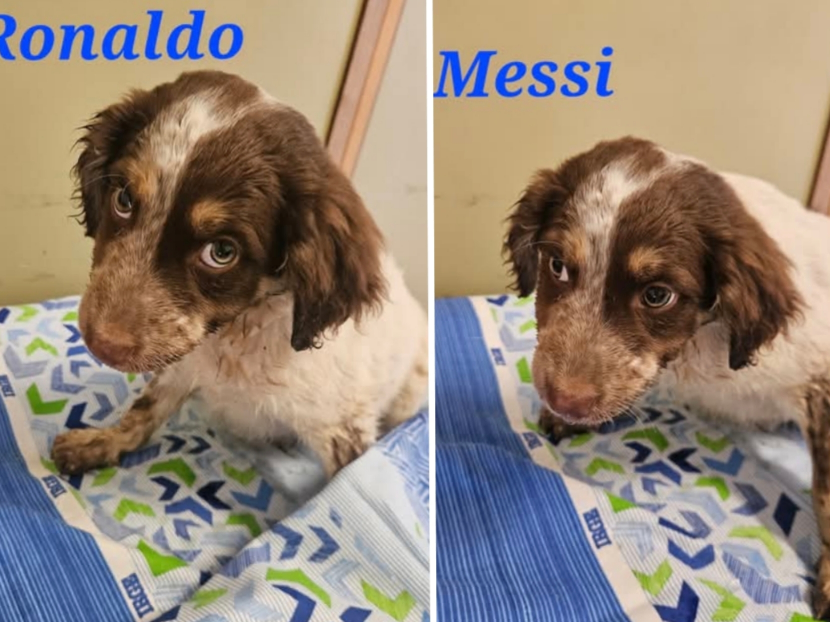 Polish_20251212_171017436